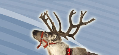 real reindeer